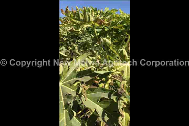 perfekt virucide for leaf curl virus in india